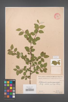 Cotoneaster melanocarpa [KOR 55233]