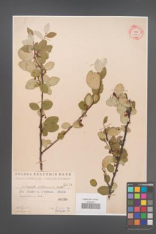 Cotoneaster melanocarpa [KOR 1454]