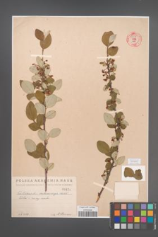 Cotoneaster melanocarpa [KOR 55236]