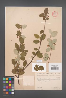 Cotoneaster melanocarpa [KOR 55237]