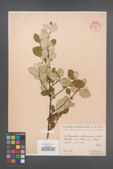 Cotoneaster melanocarpa [KOR 55241]