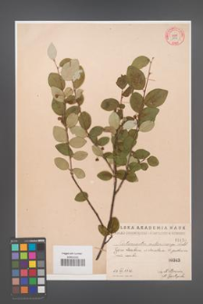 Cotoneaster melanocarpa [KOR 1456]