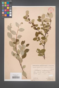 Cotoneaster melanocarpa [KOR 1453]