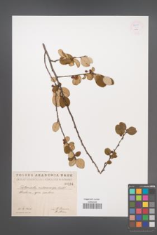 Cotoneaster melanocarpa [KOR 55243]