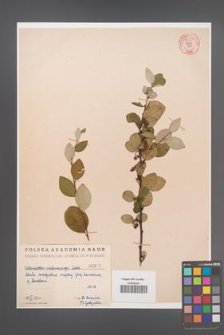 Cotoneaster melanocarpa [KOR 55245]