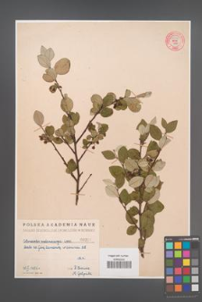 Cotoneaster melanocarpa [KOR 55246]