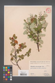Cotoneaster melanocarpa [KOR 55248]