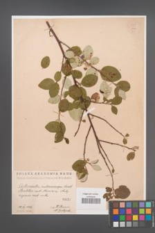 Cotoneaster melanocarpa [KOR 55249]