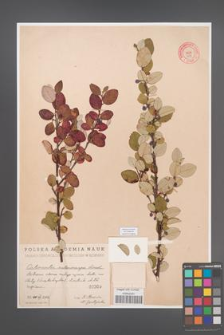 Cotoneaster melanocarpa [KOR 309]
