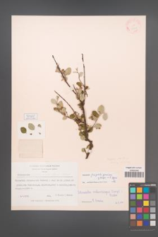 Cotoneaster melanocarpus [KOR 13092]