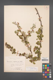 Cotoneaster melanocarpus [KOR 13082]