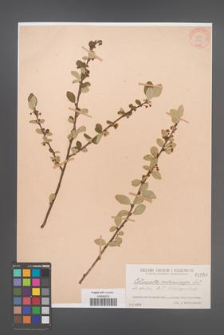 Cotoneaster melanocarpa [KOR 1050]