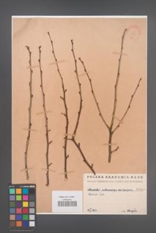 Cotoneaster melanocarpa [KOR 1048]