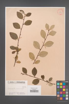 Cotoneaster melanocarpa [KOR 1051]