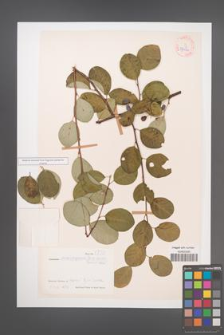 Cotoneaster monopyrenus [KOR 27670]