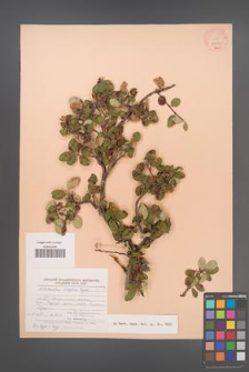 Cotoneaster mongolica [KOR 24174]