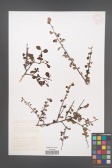 Cotoneaster morulus [KOR 43019]