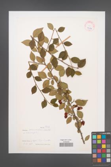 Cotoneaster mucronatus [KOR 27674]