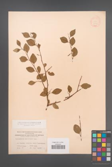 Cotoneaster multiflora [KOR 13109]