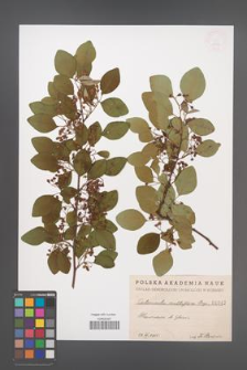 Cotoneaster multiflora [KOR 1042]