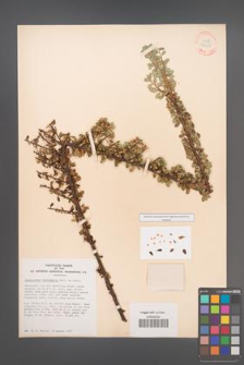 Cotoneaster microphylla [KOR 34151]