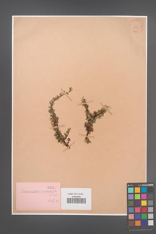 Cotoneaster microphylla [KOR 1047]