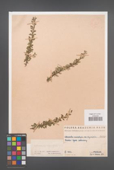Cotoneaster microphylla [KOR 1046]