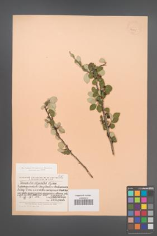 Cotoneaster oligantha [KOR 24105]