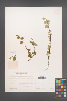 Cotoneaster pruinosus [KOR 13140]