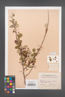 Cotoneaster racemiflorus [KOR 13137]