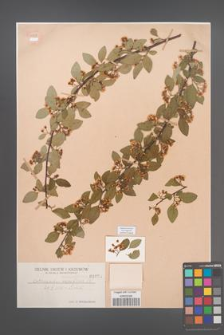 Cotoneaster racemiflorus [KOR 1029]