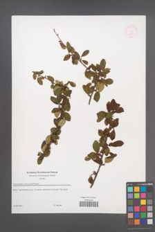 Cotoneaster roborowskii [KOR 52816]