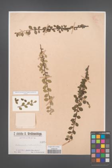 Cotoneaster rotundifolia [KOR 1026]