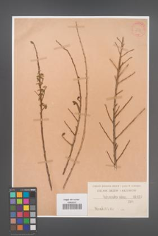 Cotoneaster rubens [KOR 1025]