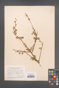 Cotoneaster nummularioides [KOR 13131]