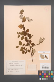 Cotoneaster integerrima [KOR 13174]