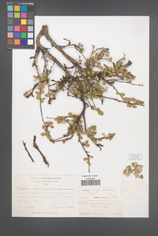 Cotoneaster assadii [KOR 13154]