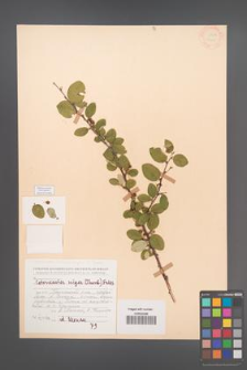 Cotoneaster melanocarpus [KOR 13115]
