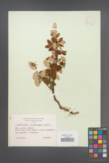 Cotoneaster melanocarpa [KOR 13100]