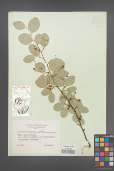 Cotoneaster melanocarpa [KOR 13101]
