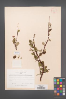Cotoneaster melanocarpus [KOR 13093]