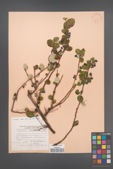 Cotoneaster melanocarpa [KOR 23593]
