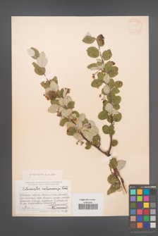 Cotoneaster melanocarpa [KOR 13097]