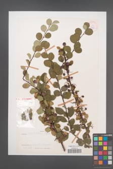 Cotoneaster tomentellus [KOR 27669]