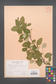 Cotoneaster tomentosus [KOR 21596]