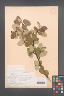 Cotoneaster tomentosus [KOR 13114]