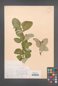 Cotoneaster tomentosus [KOR 13112]
