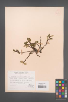 Cotoneaster tomentosus [KOR 21595]
