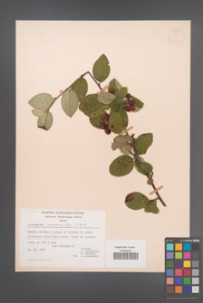 Cotoneaster tomentosus [KOR 21594]