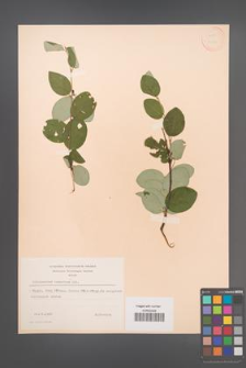 Cotoneaster tomentosus [KOR 13180]